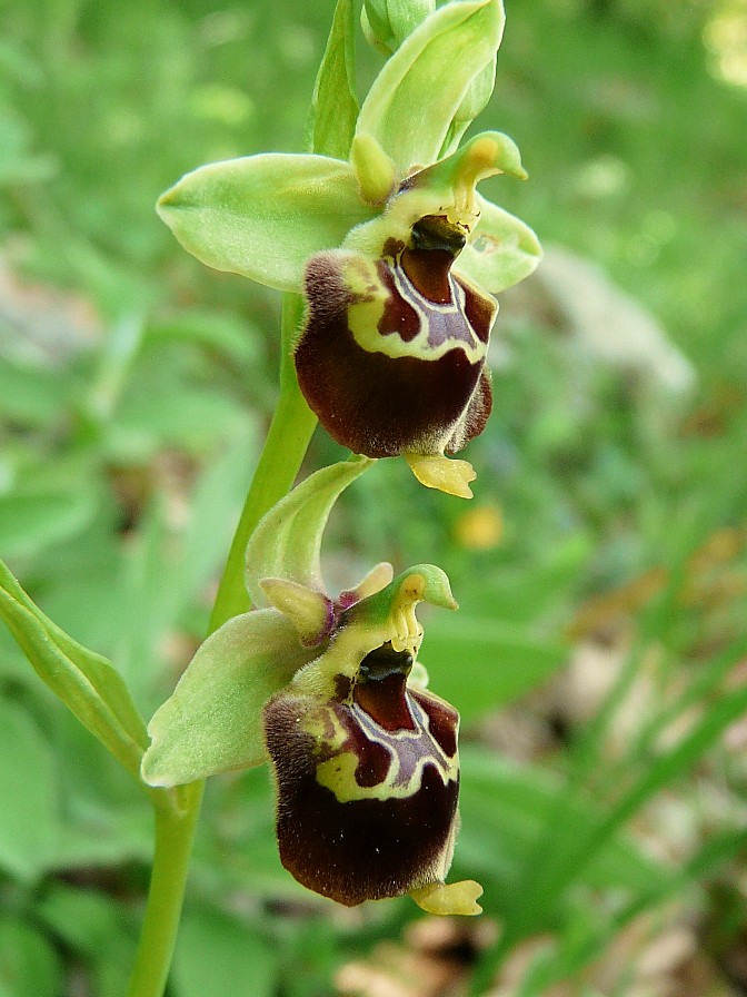 Variabilita'' di Ophrys holosericea (=O. fuciflora)....